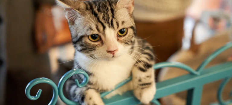 Tips Memelihara Kucing Lucu Bagi Pemula Awam