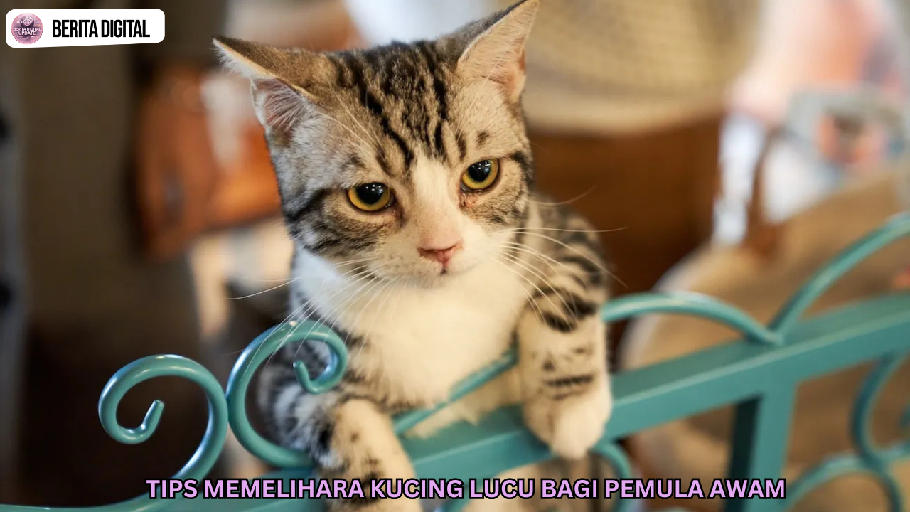 Tips Memelihara Kucing Lucu Bagi Pemula Awam