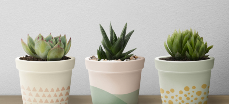 Cara Merawat Tanaman Hias Bagi Pemula Sibuk