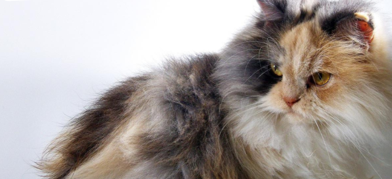 Cara Mudah Rawat Kucing Ras Di Rumah