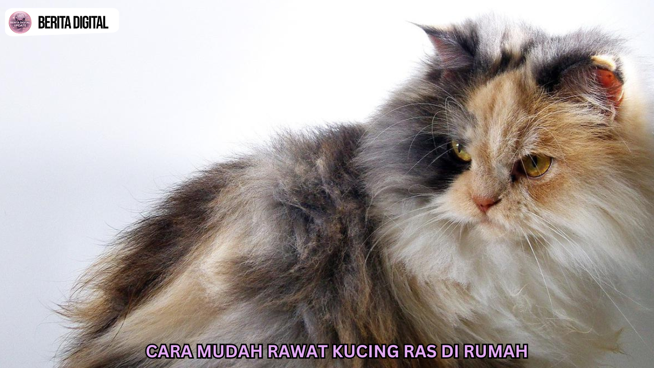 Cara Mudah Rawat Kucing Ras Di Rumah